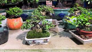 Các bước chăm sóc Bonsai Siêu mini