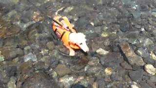 2013　Jasmine Summer Campaug 14,2013