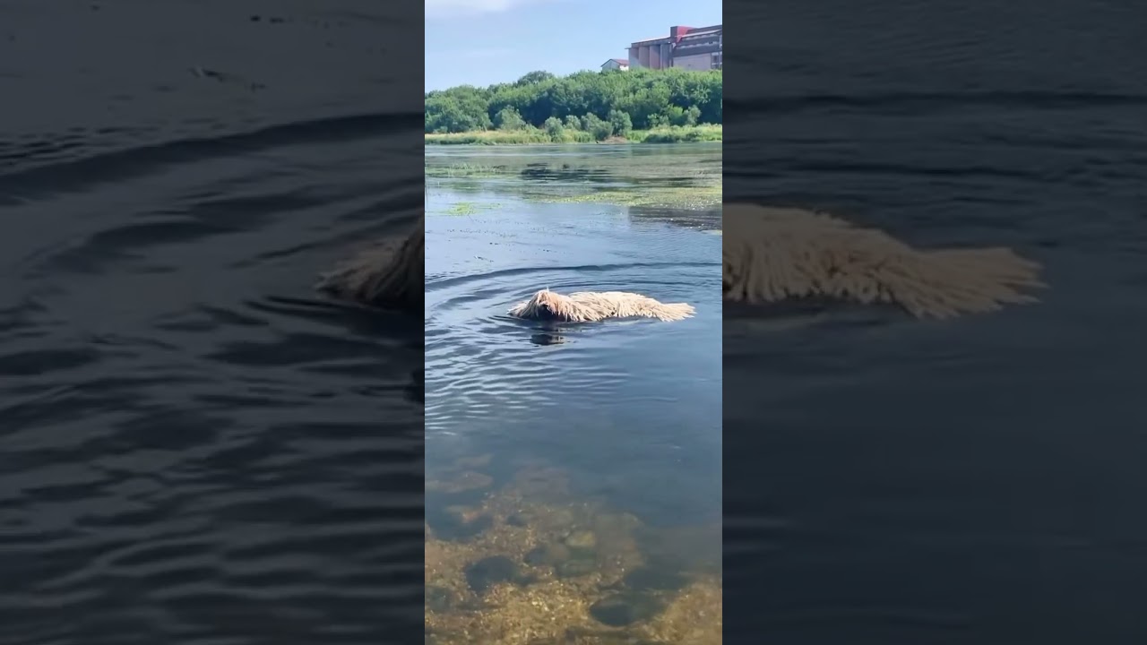 This Dog is so lovely