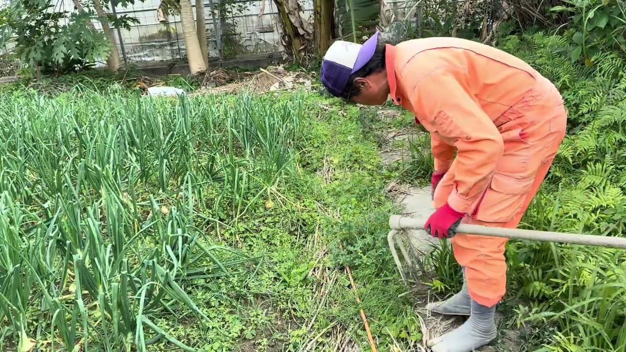 畑歩人 Turbo   自然栽培玉ねぎ 採ったさぁ🤗