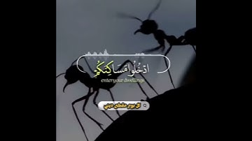 ياسر الدوسري تلاوة خاشعة وجميلة //حالات واتس اب