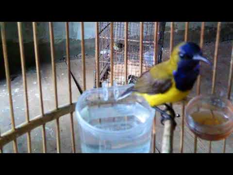 Cara Memancing Burung Sogok Ontong Yang Malaes Bunyi Agar Racin