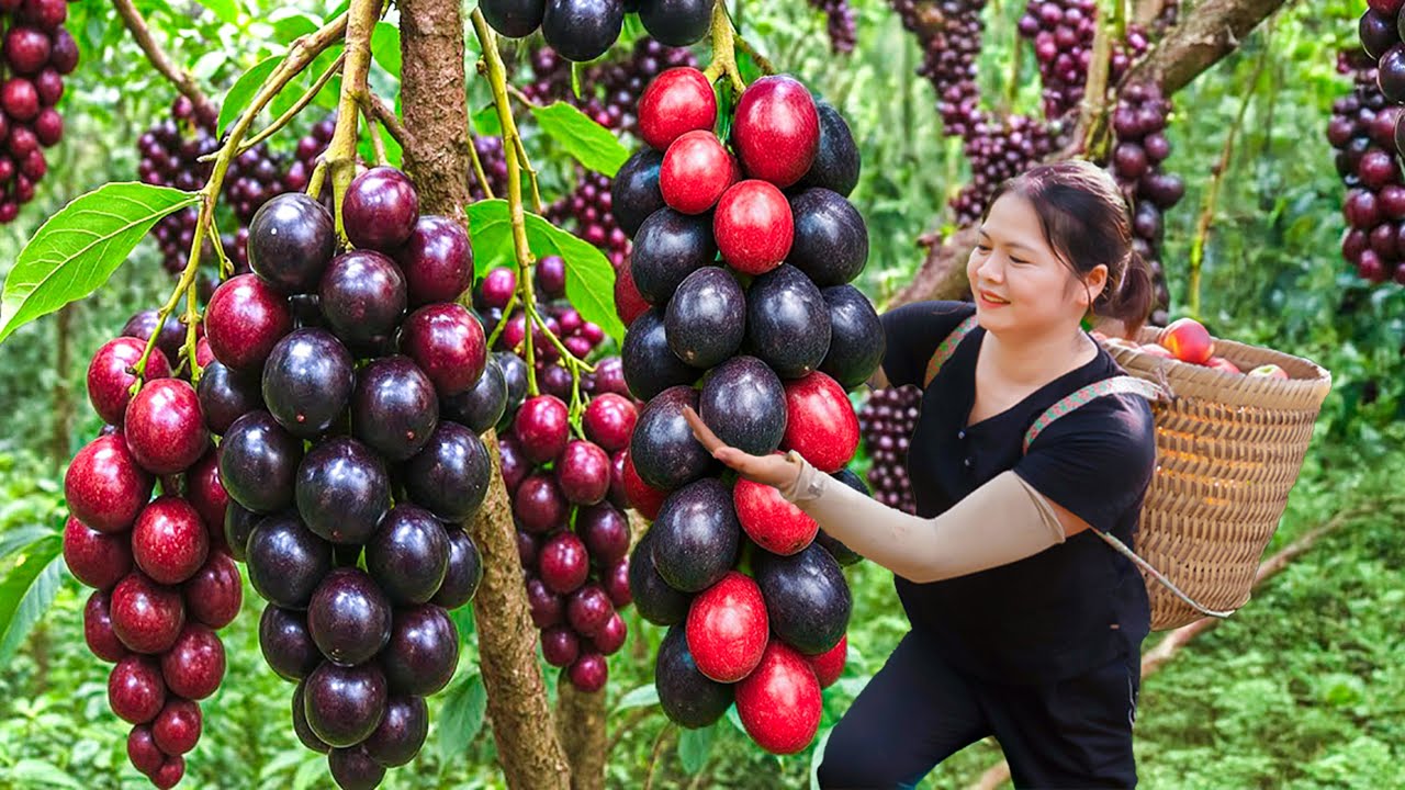 Harvesting 100kg Wild Forest Grapes, Fermented Into Fine Wine Using Ancient Village Recipe