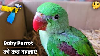 Baby Parrot Ko Kis Age Me Nahlana Chahiye ? || तोते के बच्चे को कब और कैसे नहलाना चाहिए ?