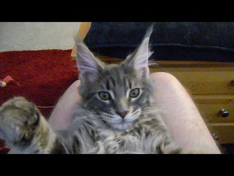 Youtube Cat Vs Dog A Trick Contest Youtube Cat Vs Dog A Trick Contest