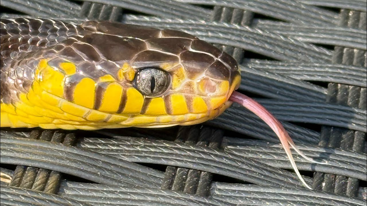 Reptile vlog attempt /boiga dendrophila update