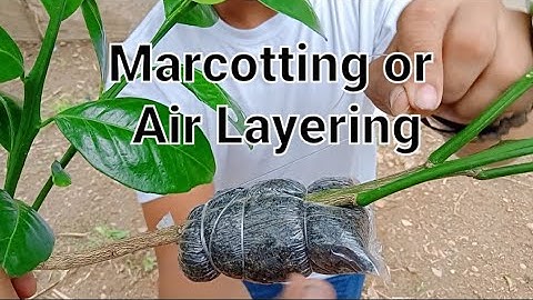 Marcotting or Air Layering │ Layerage │ Plant Propagation │ Part 1