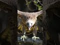 African most dangerous birds #viral #facts #birds #trending