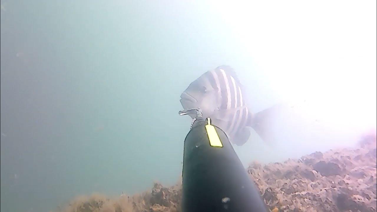 2022 September Spearfishing Virginia Beach "One Last Breath Hold" YouTube