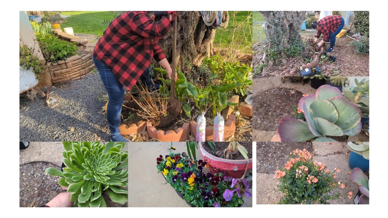 trabajando en el jardín y llegaron nuevas plantas a mi jardín