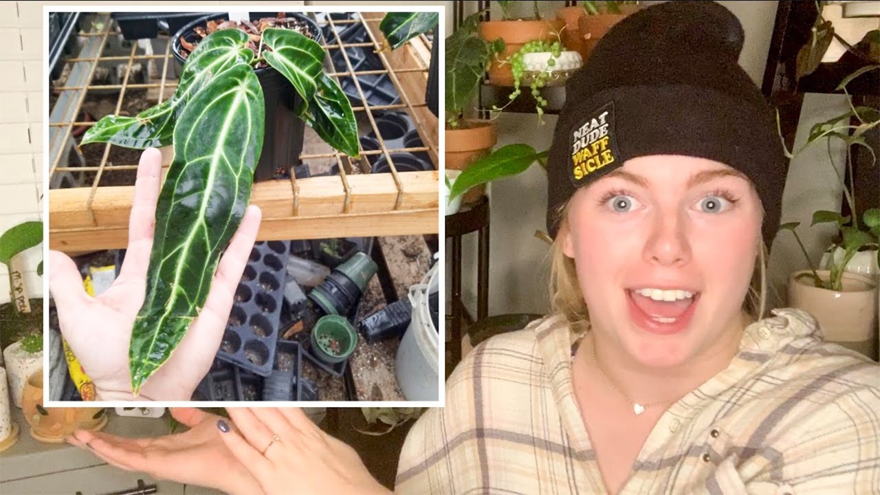 My Extremely RARE House Plant Wish List! My Top 20 Rare House Plant