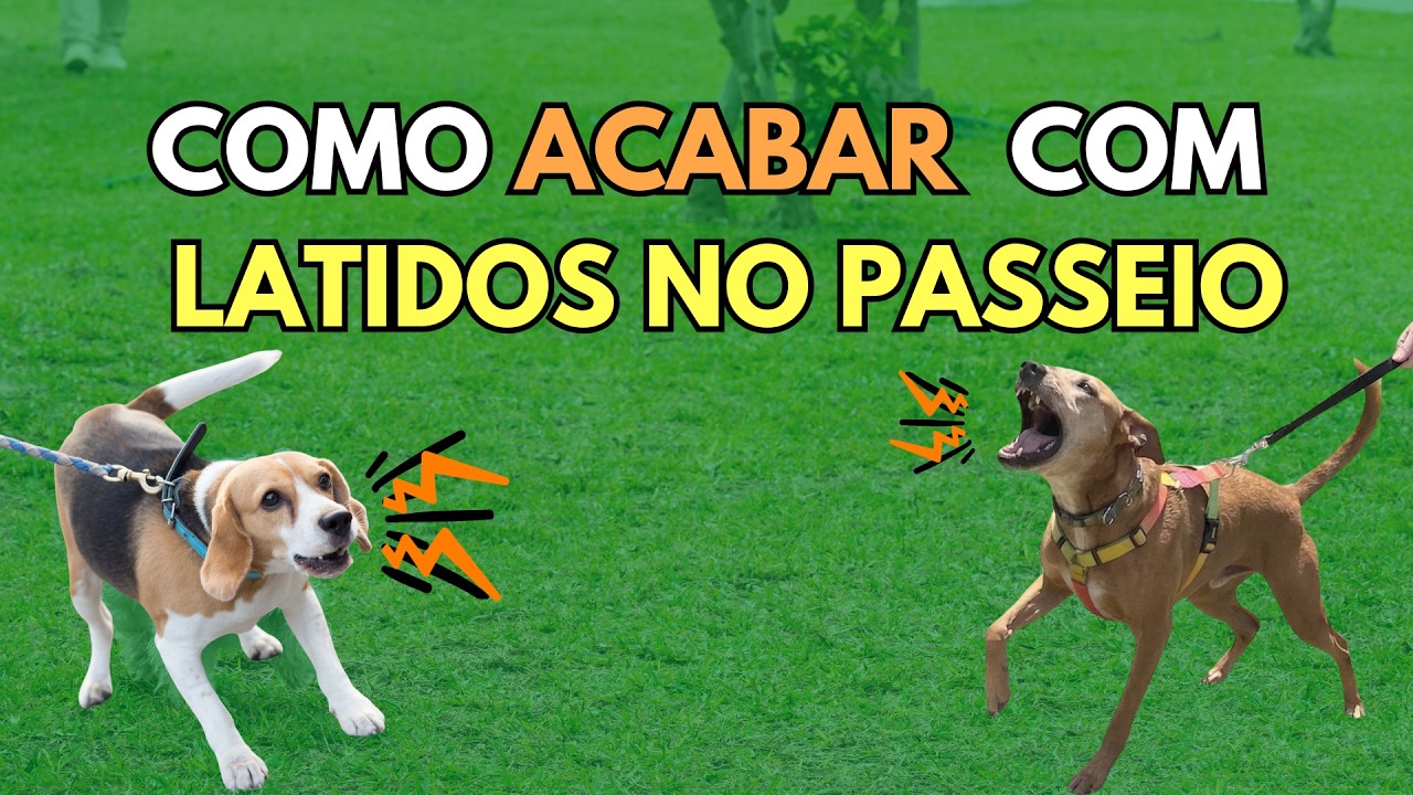 Par Rar Dog Como fazer o CACHORRO PARAR de LATIR no PASSEIO | Live 005 - YouTube