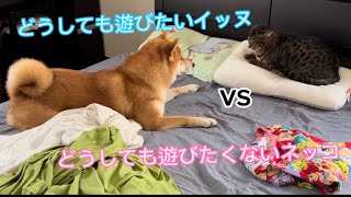 かまってほしい柴犬と本気を出したら強い猫　#柴犬 #しばいぬ #犬のいる暮らし #shibainu #ムッチョ柴犬 #マックス #猫 #ねこ #にんじん #犬と猫 #かわいい #おもしろ #ベンガル猫