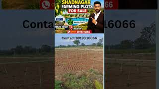 #Shadnagar farming plots for sale #agriculture  plots in shadnagar Hyderabad