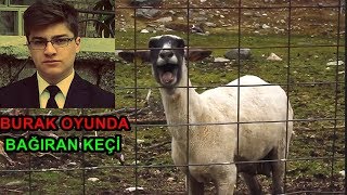 Burak Oyunda Bağıran Keçi