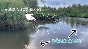 Câu lure cá lóc sông, cách chọn điểm câu có cá, snakehead fishing lures