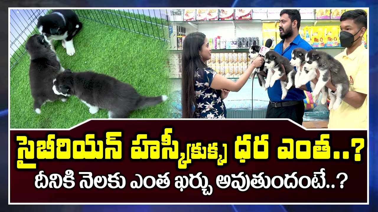Must Watch: Siberian Husky Dog Complete Information Include Monthly Expenditure | SumanTV