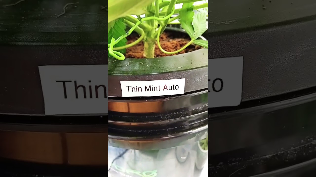 Thin Mint Auto GanjaFarmer