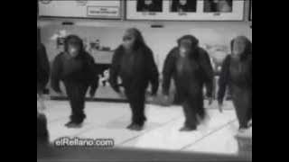 The Rivingtons   Papa Oom Mow Mow