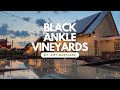 Black Ankle Vineyards In Mt. Airy Maryland Outside Baltimore And Frederick Maryland
