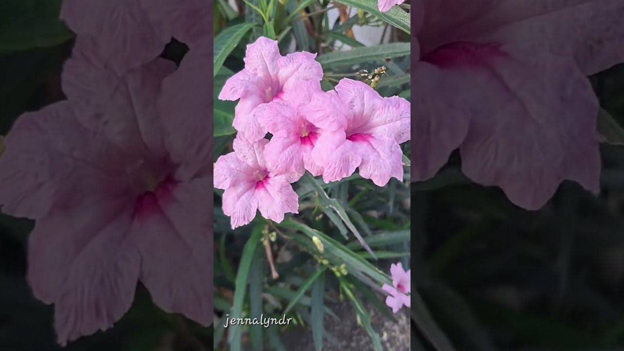 Pink Mexican Petunia🌸🩷