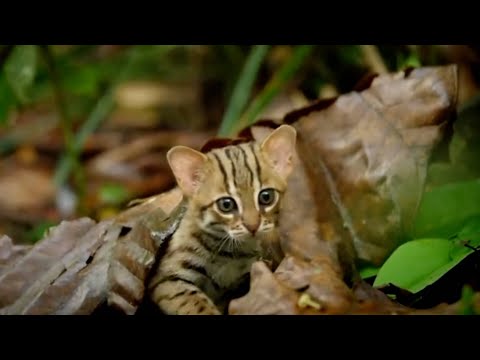 Самая маленькая в мире дикая кошка - ржавая кошка