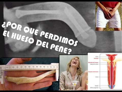 Pene hueso el tiene