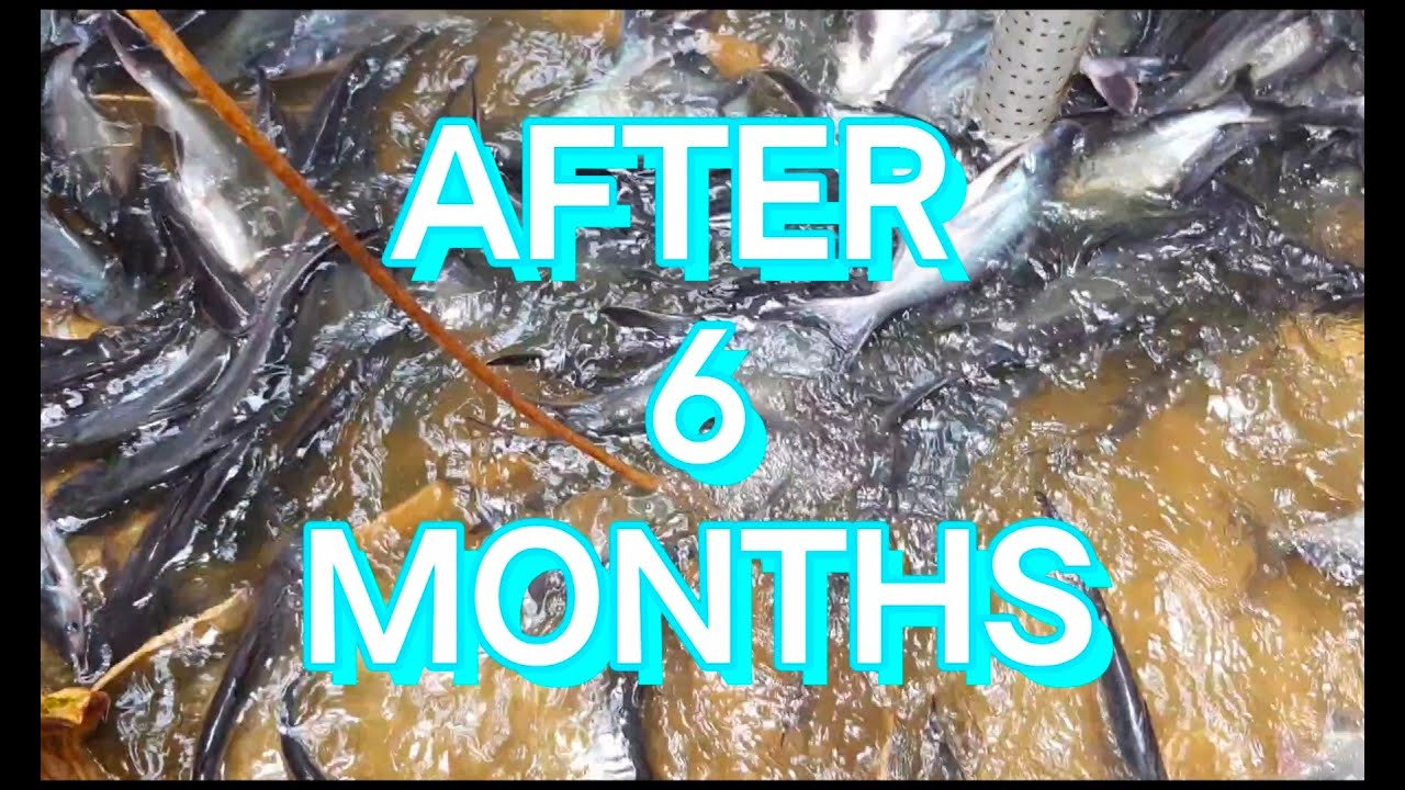 Pangasius fish 0 - 6 months || full growth ..............