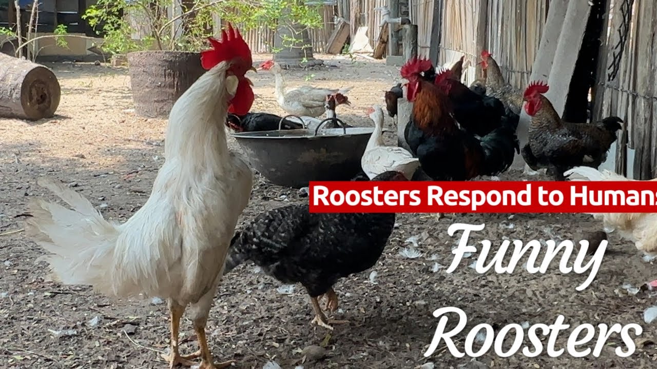 Roosters Respond to Human Voice #funnyvideo #rooster #trending - YouTube