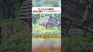 サルたちの失敗! 仲間は助けてくれるのか!? #野生動物 #サル観察 #農園 #動物ドキュメンタリー #自然界の知恵