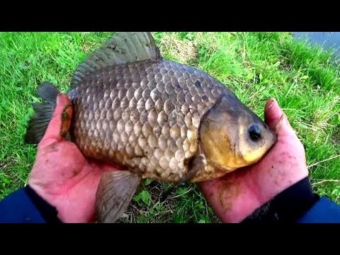 видео: КРУПНЯК ЛУПИТ НА ДОНКИ!!! ВОТ ЭТО РЫБАЛКА!