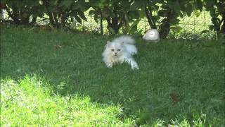 Iron, male british longhair black silver shaded playing in the garden by Golden Moonglade 1,669 views 10 years ago 1 minute, 7 seconds
