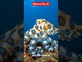 “यह छोटा ऑक्टोपस आपको मिनटों में मार सकता है!”BlueRingedOctopus #DeadlyCreatures #OceanMystery