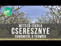 Cseresznyefa metszése csemetétől a termőig Kosztka Ernővel | Fiskars Metsző-iskola