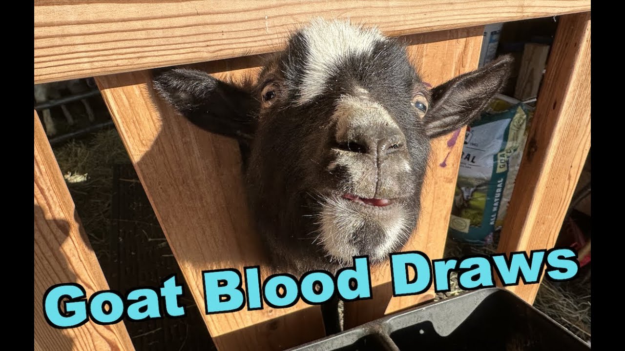 Goat Care Drawing Blood from Goats 101 Testing Goats For Disease