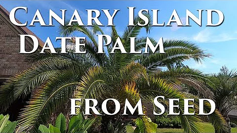 Canary Island Date Palms from Seed #canaryislanddatepalm #palmtree #germinatingseeds #germination