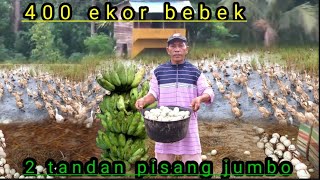 OMSET TELOR BEBEK SANGAT MENJAJIKAN