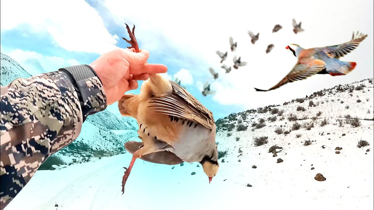 КЕКИЛИКТЕР ЧОҢ ЭКЕН ж-н БИР КОЁН АТЫП АЛДЫМ / ОХОТА НА КАМЕННУЮУ КУРОПАТКУ /