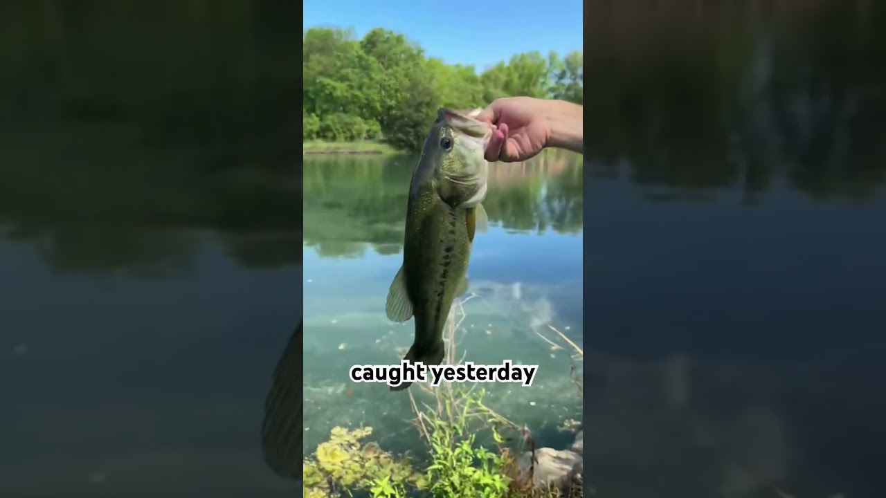 Fishing Private Ponds for Big Bass! #fishing #bassfishing #bigbass