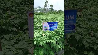 Tridium Nih Boss Senggol Dong Fungisida Triple Action