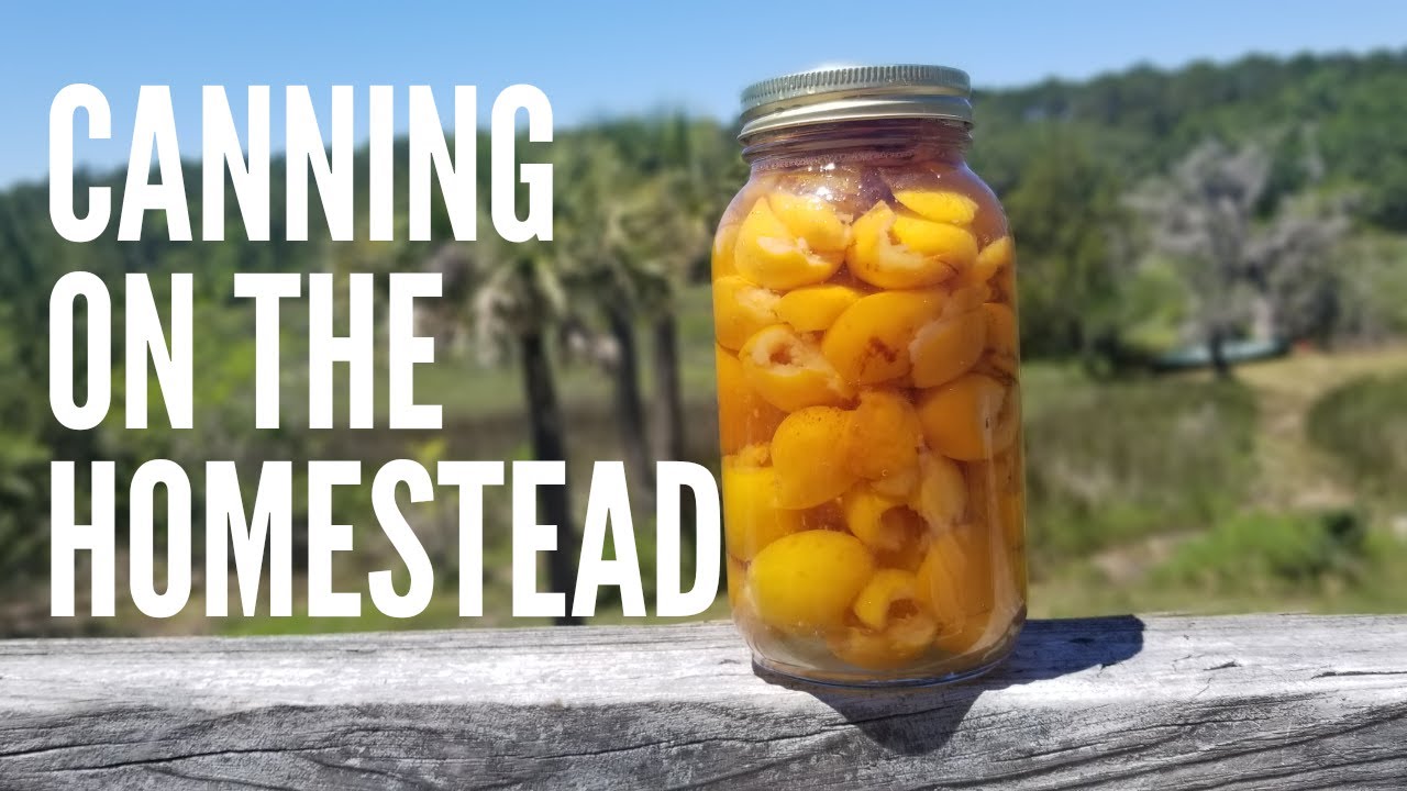 Easy Canning Canning whole fruit in syrup. Loquats. YouTube