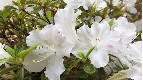 Pruning Encore Azaleas:Why, when and how