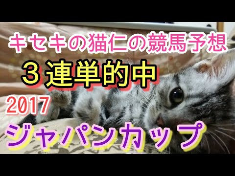 2017ジャパンカップ的中 JAPAN CUP キセキの猫仁の競馬予想