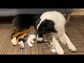 ぎゅっ…とくっついて眠る、親子関係の犬と子猫