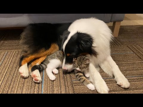 犬＋キーウィ おまとめ 犬さんカイルと猫さんキウイ - YouTube