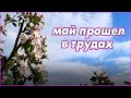 Лучше поздно, чем никогда. Видео за май