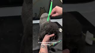 That Fresh Grooming Feeling 💅 Your Dog Will Feel Like a Million Bucks!