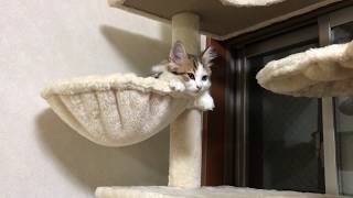 キャットタワーのバスケットで寝る子猫