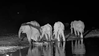 Elephant Puts His Feet in Everyones Drinking Water