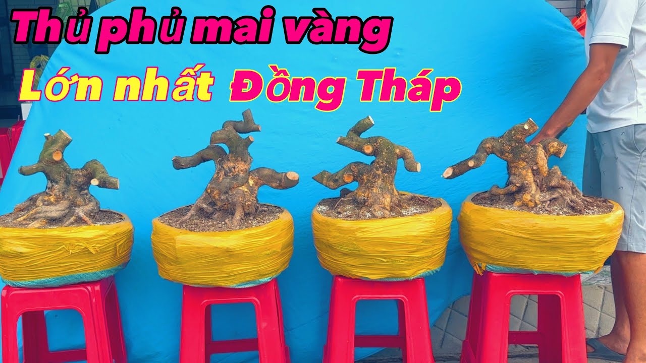 Thủ phủ mai vàng lớn nhất đồng tháp | mai vàng miền nam | mai vàng bonsai | ngày 18/7/2025